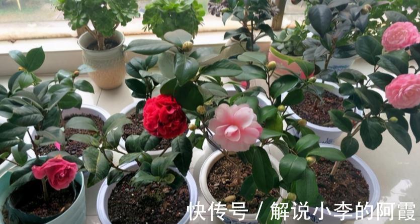 花友们|现在入手茶花，该怎么打理盆栽，让植株春节前后花开正盛？