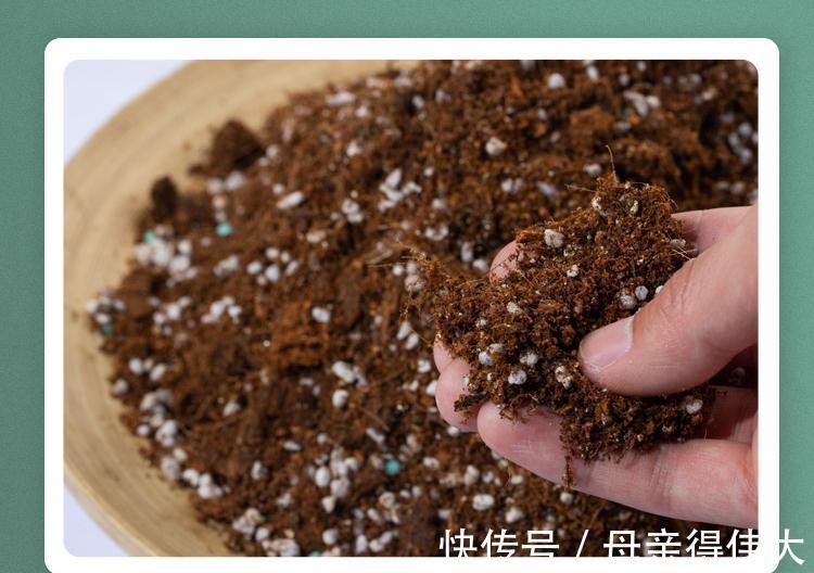 c养了39年的君子兰,叶子长了100多片,又浓又绿,太羡慕了