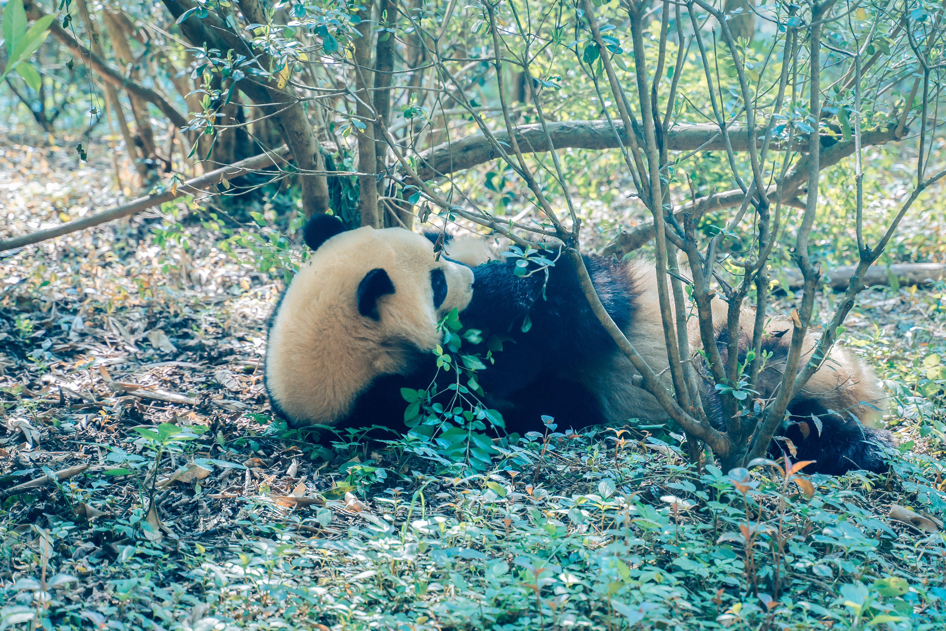 成都深度游｜三访成都汇总超全食摄玩攻略（满满干货奉上）