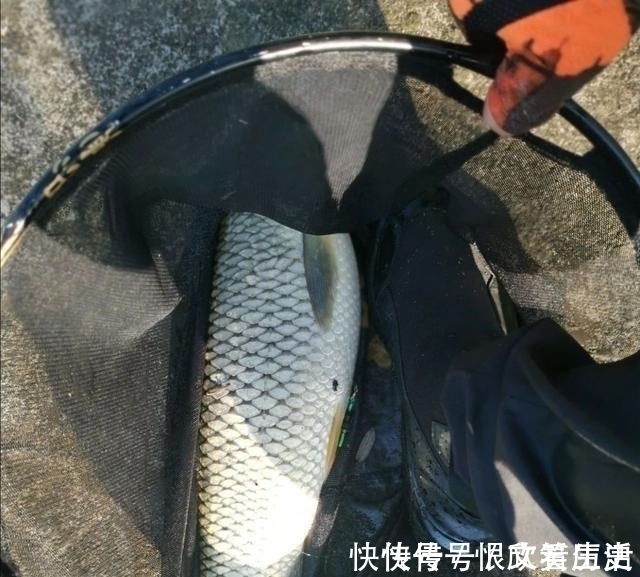 浮漂|学会调漂反而钓不到鱼了?别误会,那是因为你只学了一半!