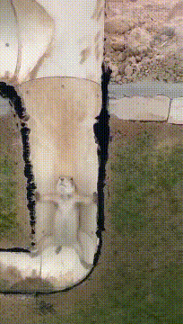 |搞笑GIF:小狗子,你被人利用了,赶紧长大看清这个世界吧