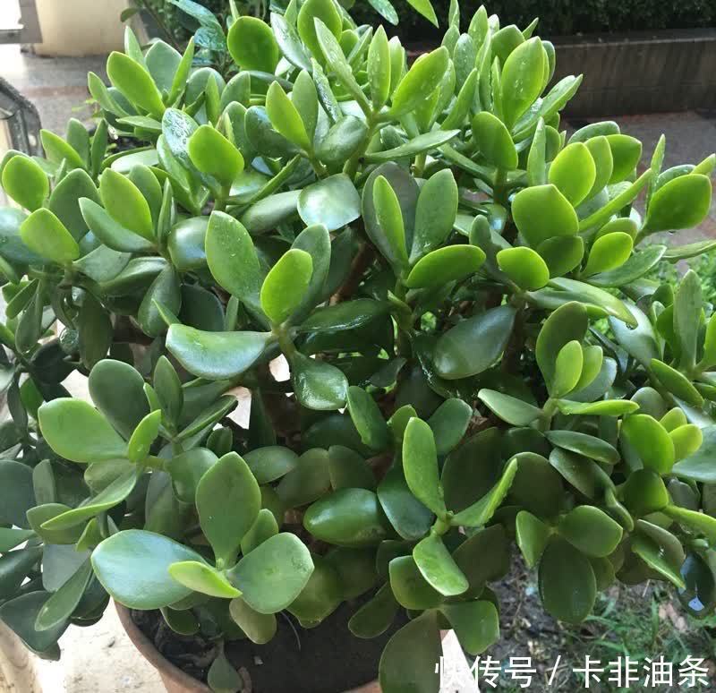 老桩|夏季养玉树,3步要做好,枝子粗叶子绿,越长越好看