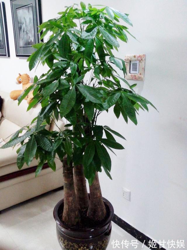 电视柜旁边,养什么花,3种选一个,格调高,寓意好,人气旺