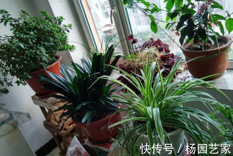 花花长|居家养花,5个错误大家常犯,难怪花花长不好,养一盆死一盆