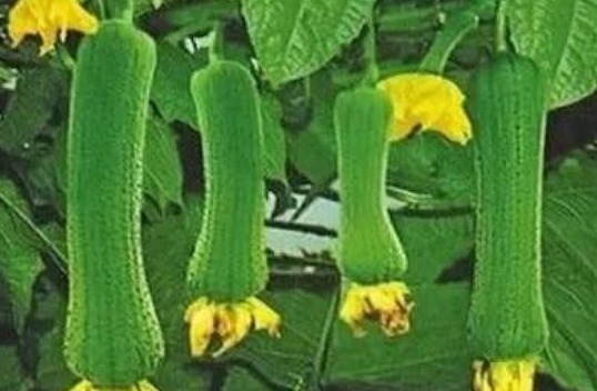 燃脂|对身体很好的3种蔬菜，每天换着吃，排毒燃脂，水嫩肌肤