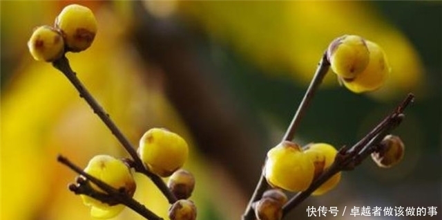 腊梅傲雪5首:一冬不被风吹落,却讶江梅易断肠