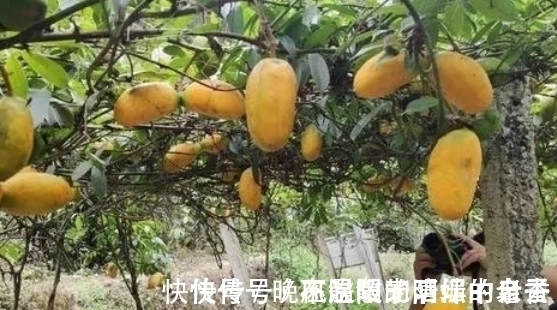 童年记忆|80后农村娃常吃的野果,如今已不允许折枝采摘,有钱也难买到