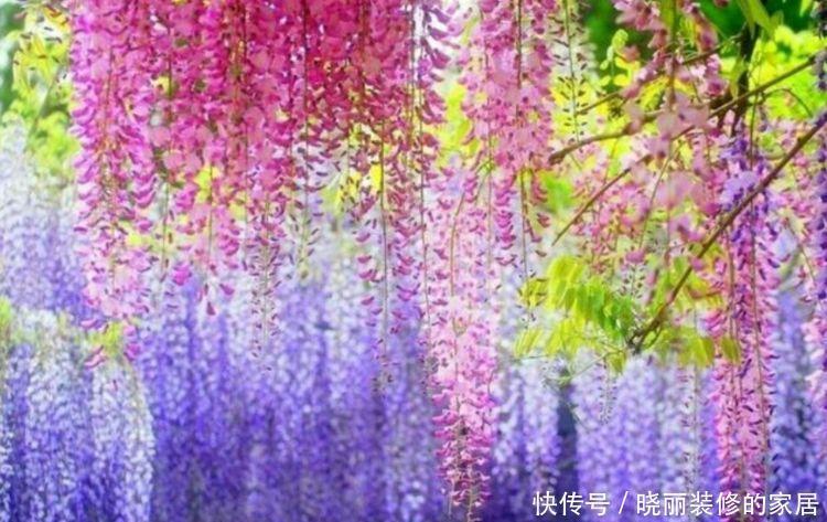 爆盆|4种花很漂亮,好养易活能爆盆,个个美出天际,看一眼就疯狂爱上