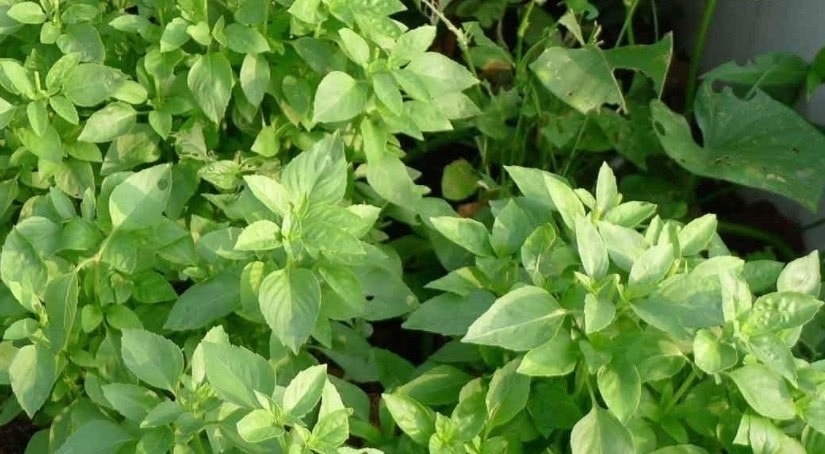 心脑血管|天然的“阿司匹林”食物!每天吃一点,疏通血管,预防血栓