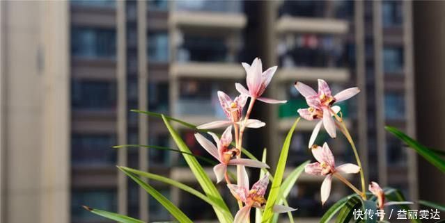 养兰花，注意这2点，兰花不烂根，不易腐，叶绿又亮，花朵呼呼开