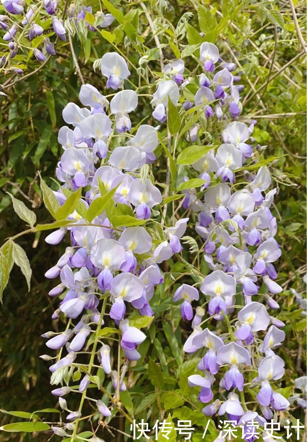 农村的6种花，烙饼子、炒菜、炖汤···再晚没得吃了！