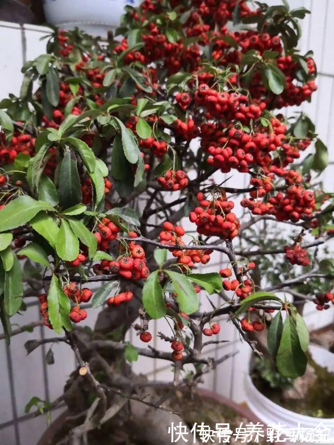 柴烧|农村当柴烧的花,原来可以当盆景,给一千块也不卖
