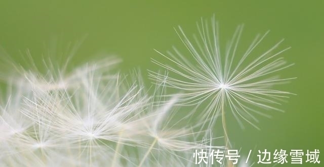 桃花|12天内，运势走高，桃花绽放，真爱降临，再续前缘，厮守到老