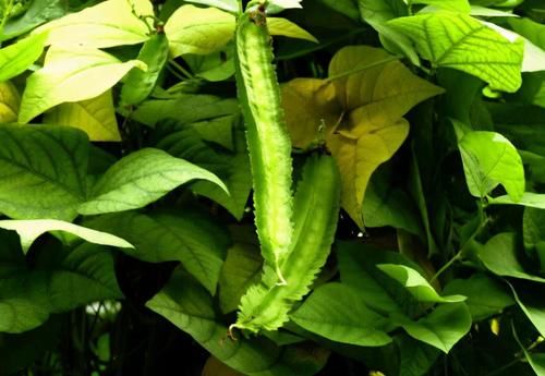 女人愛美，推薦常吃3種食物，清熱排毒，養護腸胃，美容養顏