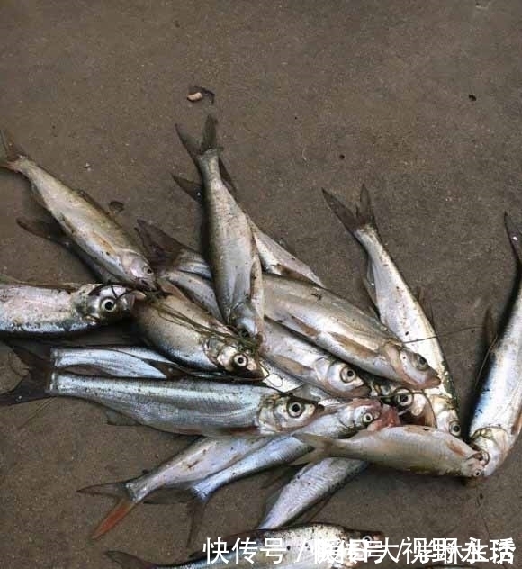 蓑笠哥|盛夏钓翘嘴,渔获你最美,饵料、钓位、技巧分享