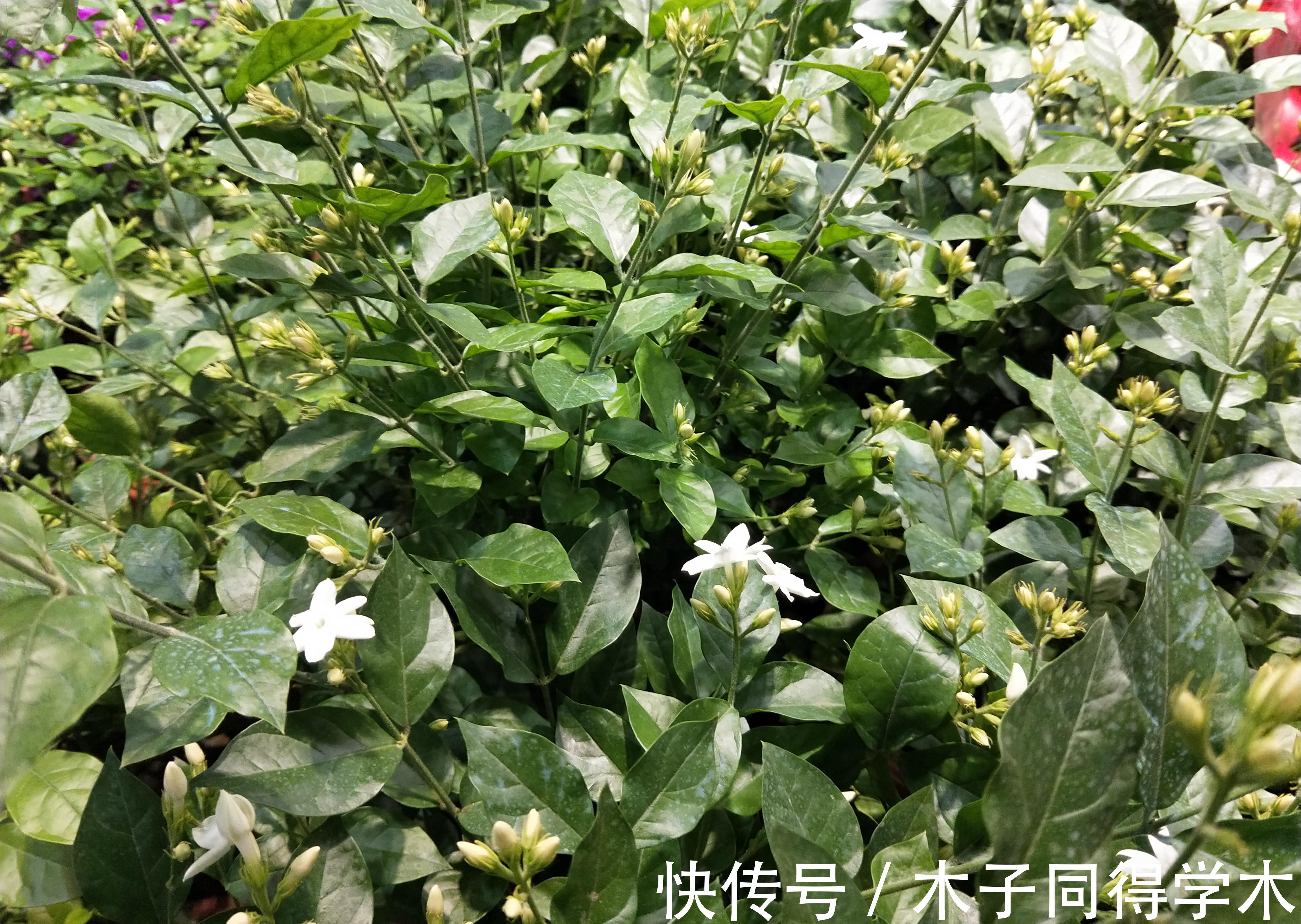 发黄|茉莉花的叶片发黄，给花盆里埋铁钉子，你交了多少“智商税”？