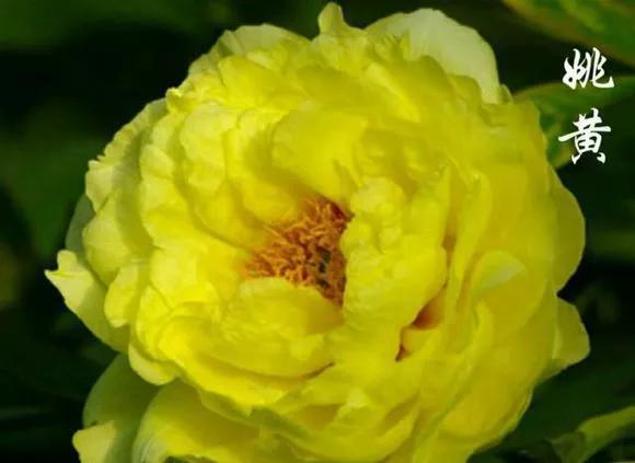 喜欢牡丹花，却一不小心买到芍药！附牡丹花品种图鉴大全