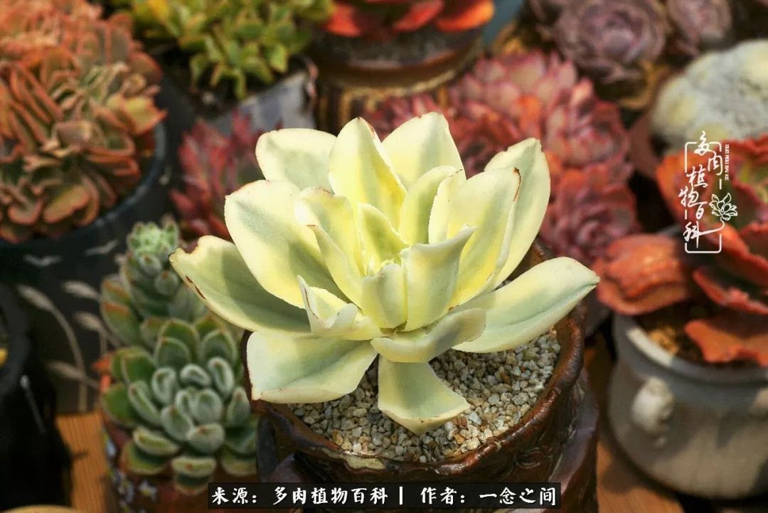 群友聊多肉没有最二只有更二,爆笑百科二群的二货二事!