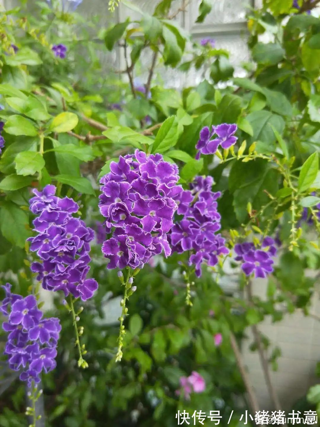 超好养的18种植物,第一名竟然是它!绿萝只能排倒数