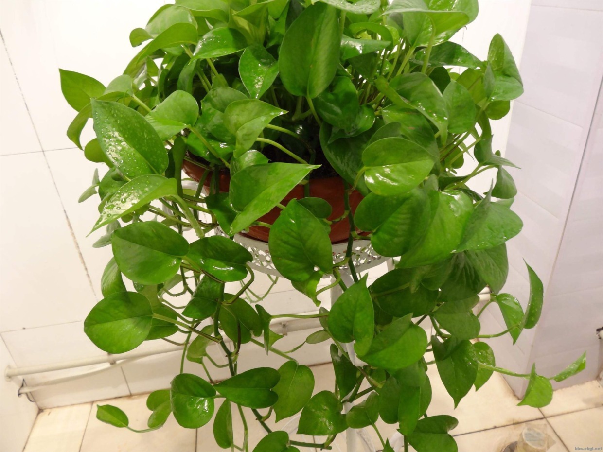 即将度夏成功想得太简单了,别让花毁在秋老虎手里!