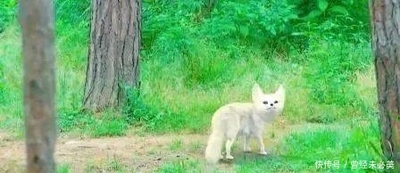 画中|12月4日《赤狐书生》陈立农李现演绎一人一狐奇幻冒险