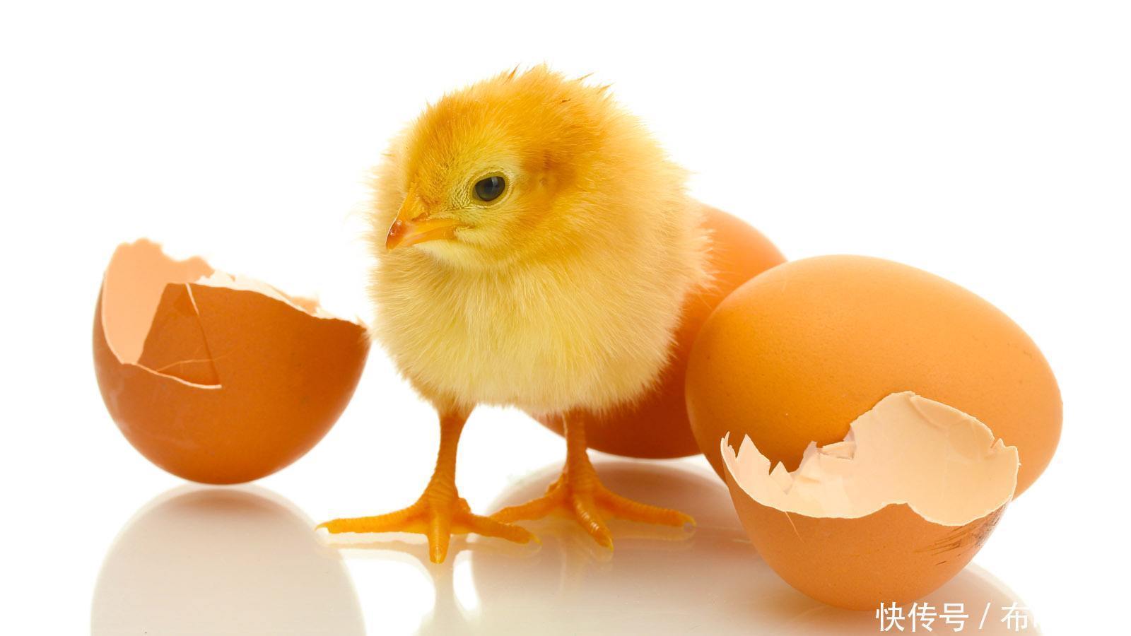 揭晓|困扰我们多年的问题,先有鸡还是先有蛋?谜题揭晓