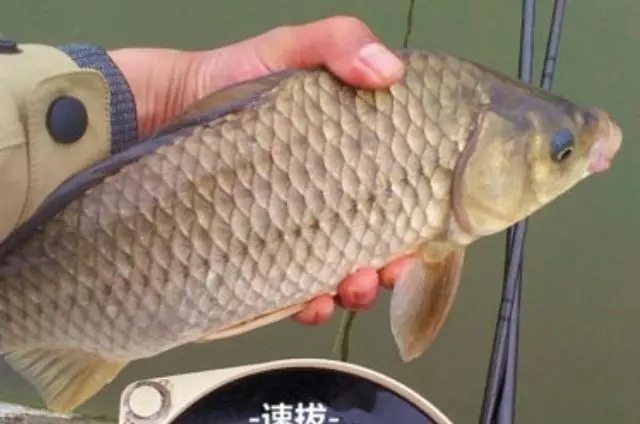 冷天垂钓大板鲫时,可供钓友选用的2种特色钓法