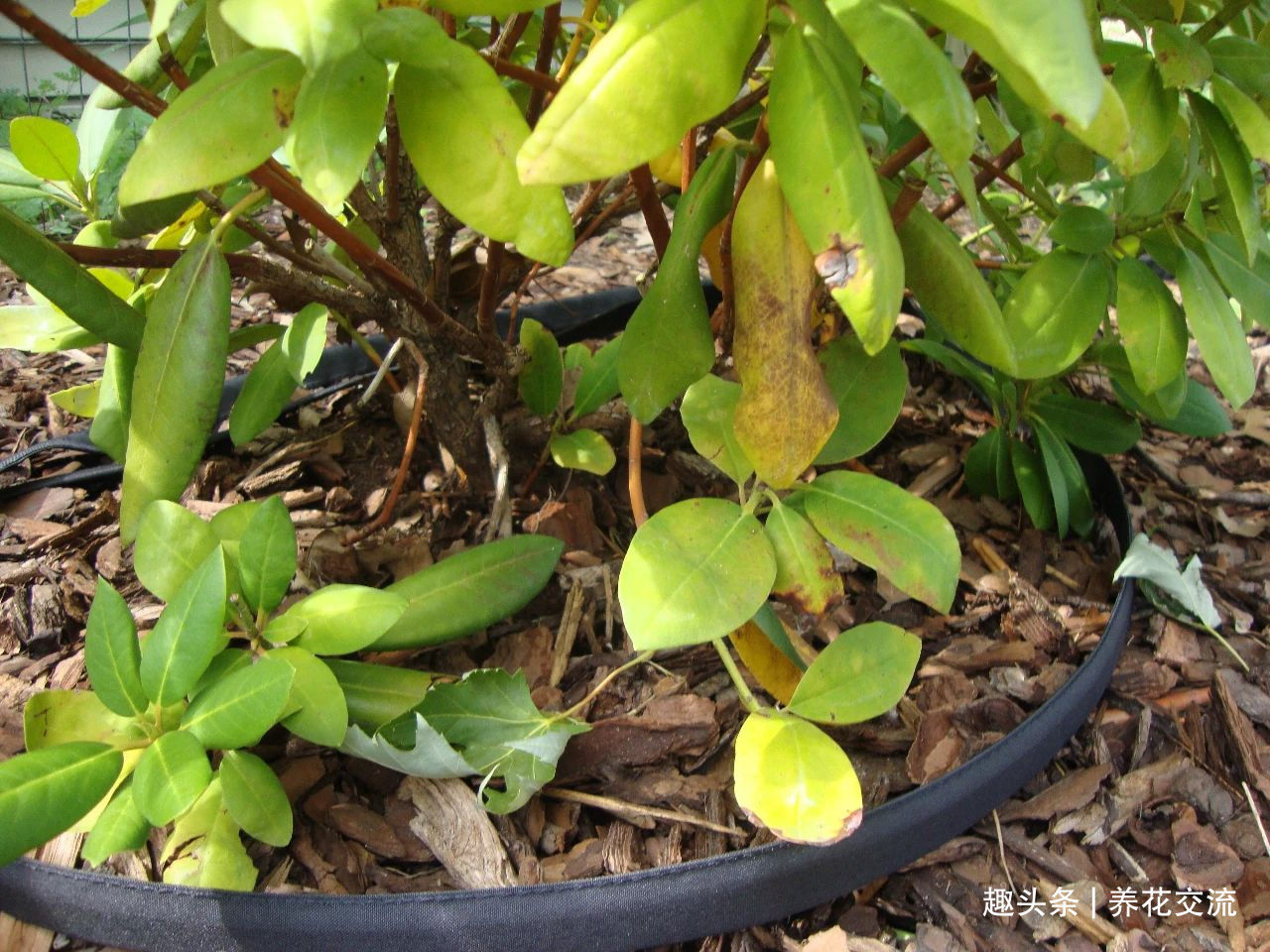 杜鹃花买回来掉花苞、掉叶子，很快变光杆，我总结几个养护的经验