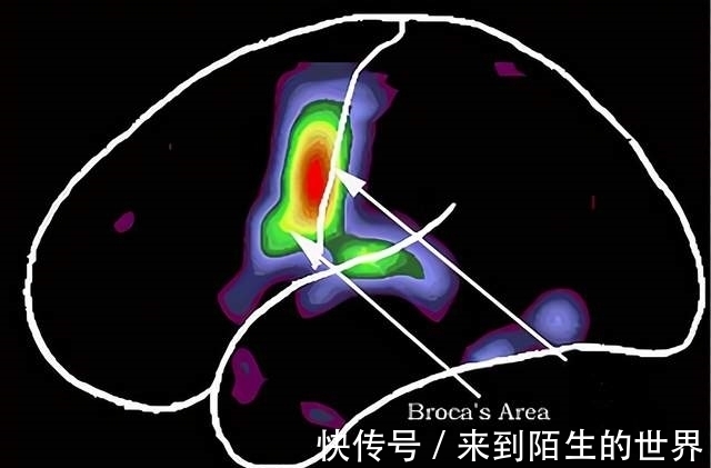 中枢|我们在思考时,脑海里出现的声音是谁的?