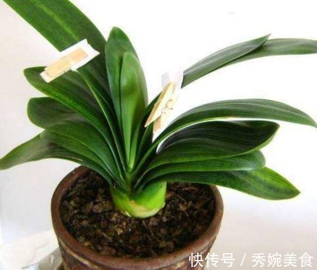 君子兰叶子长歪，教你3种方法纠正，株形整齐才更美观