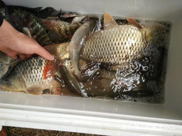 冬钓开饵别用水,家中就有的2种开饵好材料