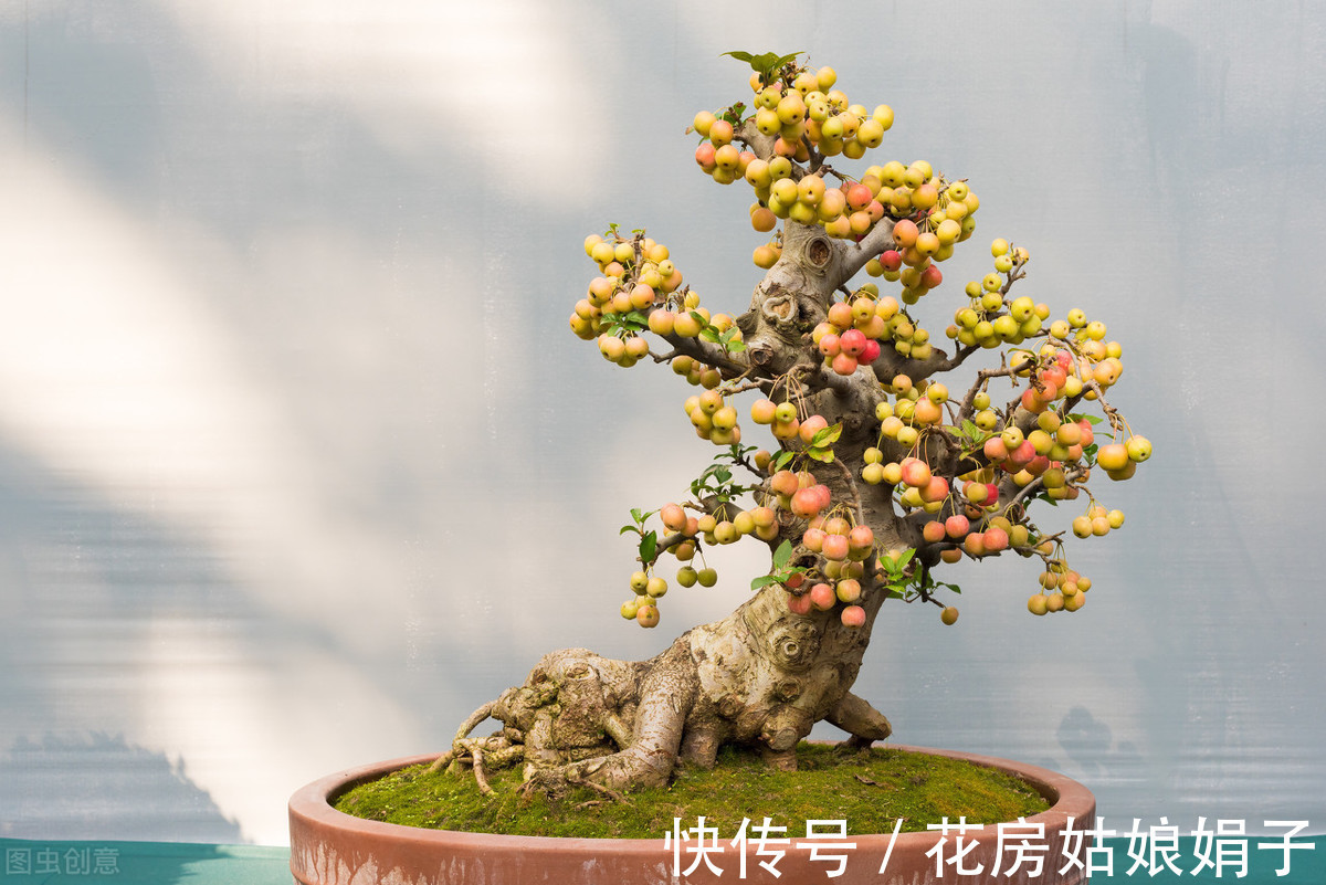 娟子|这3种家中常见“黑色物质”，在花盆里铺一层，养啥花多会很旺