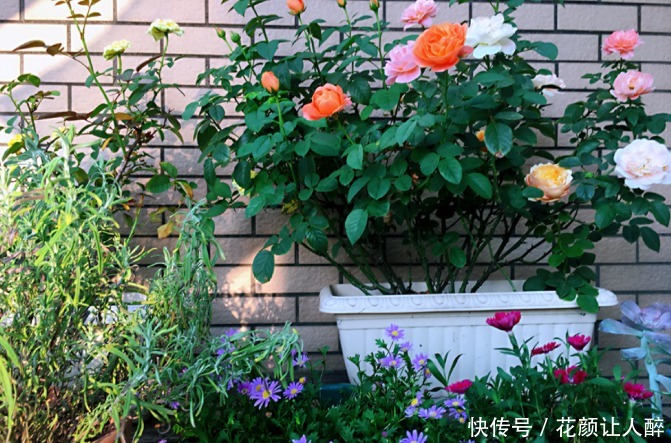 花儿|不适合养花的2种人,买了花也养不久,浪费钱!