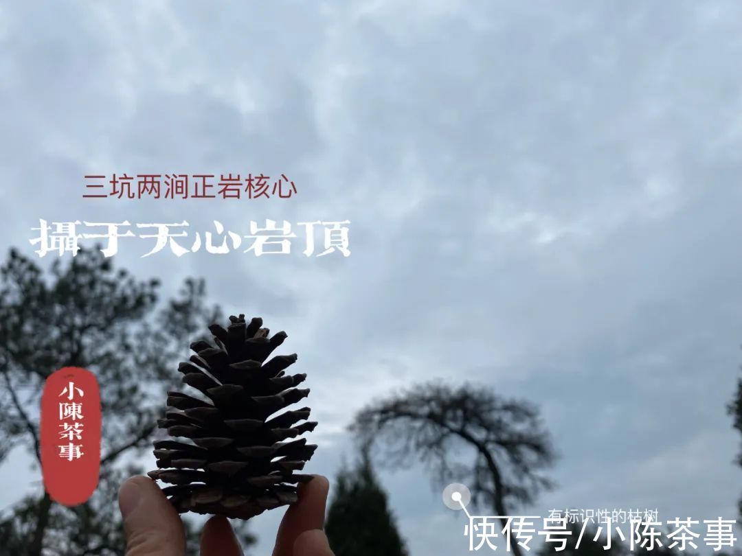 适饮期!爱喝岩茶的你,了解武夷岩茶的褪火期、适饮期、返青期、转化期?