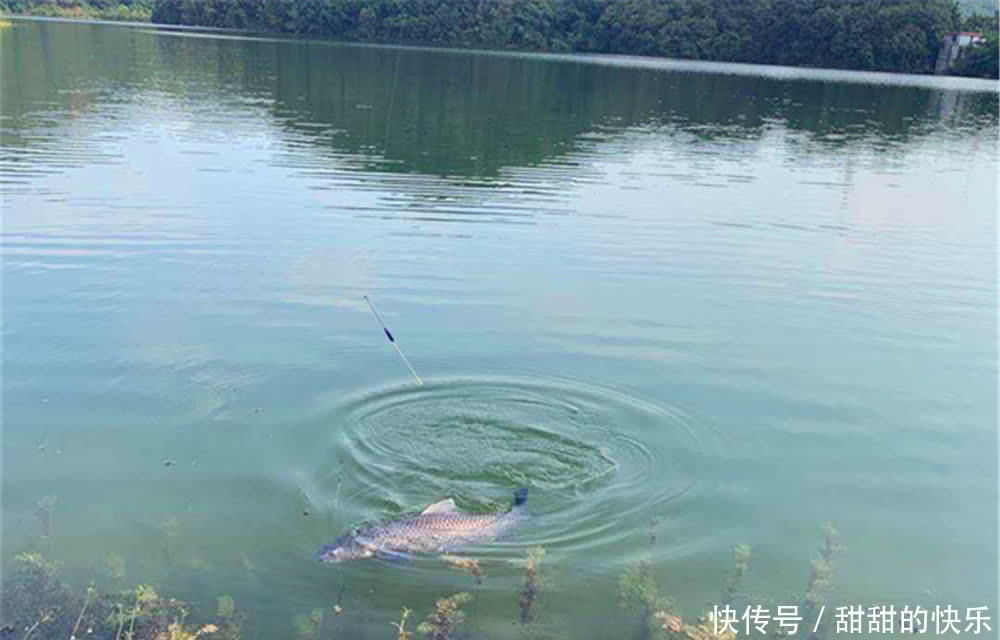 春季手竿钓青鱼,要用这种钓组,不断线不跑鱼,大货一钓一个准!