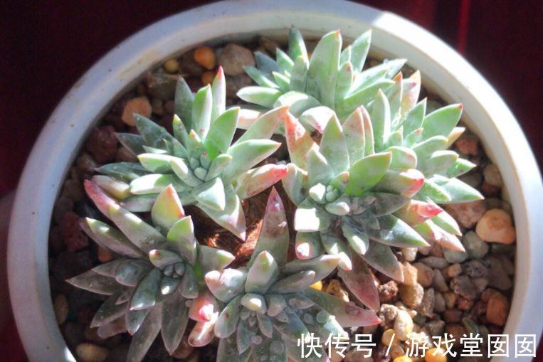 植株|养多肉植物白菊，扦插、服盆、日常打理该注意什么？