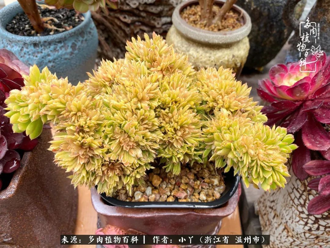 祖上无院家里无矿，一腔浪漫情怀付诸楼顶造花！