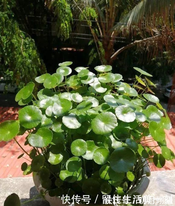 4种花“嗜水如命”,一刻也不能断水,缺了就蔫,看看你家有吗!