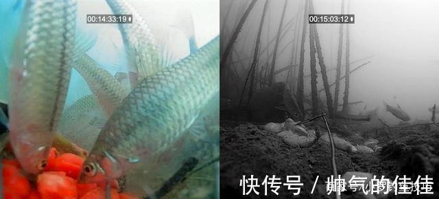 初冬季节,白天好钓鱼还是晚上好钓鱼