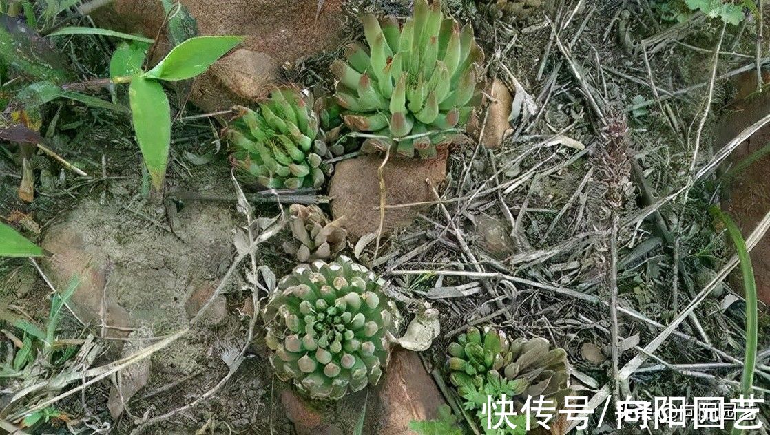 房顶|不花钱的多肉,老家房顶全都是,密密麻麻一大片!带着麻袋挖