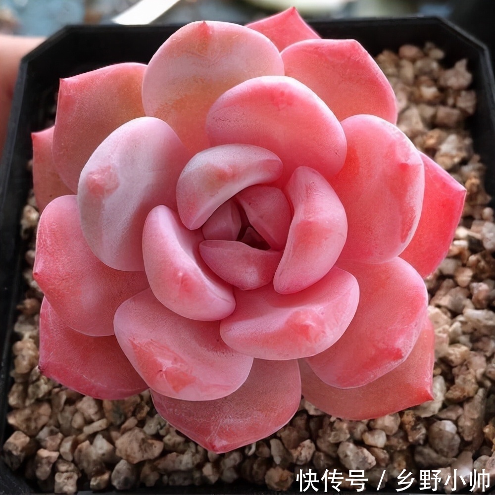 冬天室内就养它,叶型饱满,不徒长不褪色,状态满满