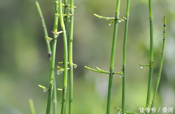 斌哥|農(nóng)村有一種野草,雖說沒有葉子,但它的價(jià)格是很珍貴的