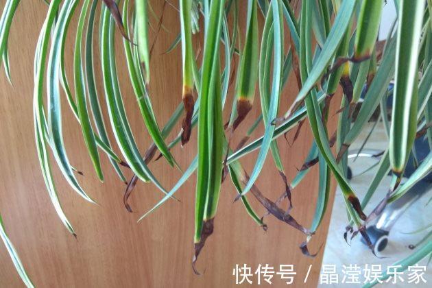 吊兰怎么养才能更佳旺盛，花友们值得一看