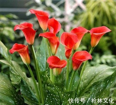 喜欢养护漂亮的花卉,就选择3种花卉,开花优雅漂亮,养花必备