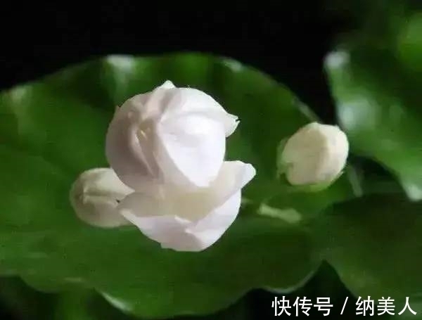 幸运|塔罗占卜：选一朵喜欢的花，测你的幸运之神什么时候降临