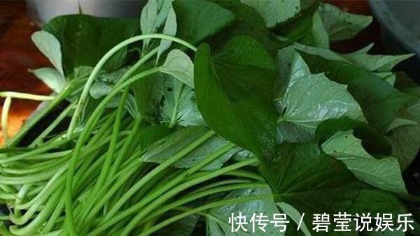 盆栽|1斤叶子顶得上人参！自家在家盆栽一盆天天摘着吃！