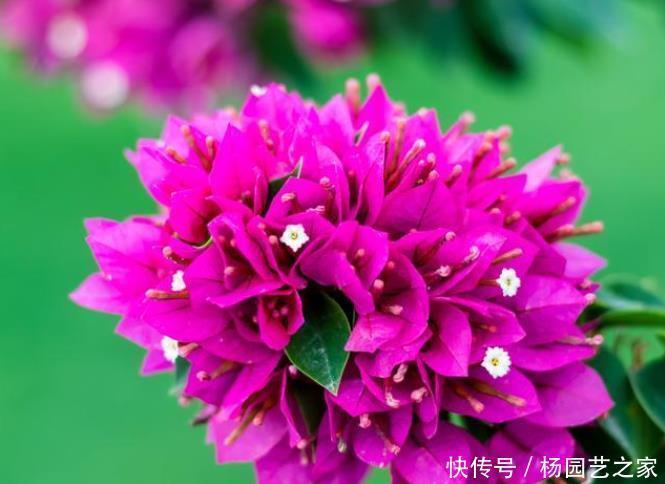 开花|怎样知道三角梅是勤花品种还是懒花品种?做好两件事就可以了