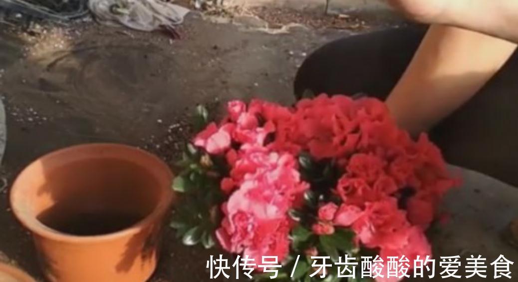 杜鹃花总是养不长久,满足它这三个喜好,叶绿根壮,花开不断