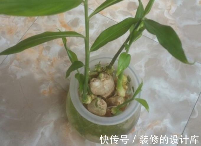 盆栽|吃不完的老姜这么一盆栽,来年就能收获新姜,平时堪当驱蚊剂