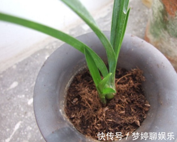 肥效|兰花怎么换盆呢不会没关系,老花农手把手的教给你